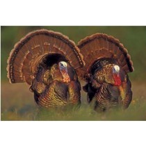 A Traditipnal Thanksgiving Turkey